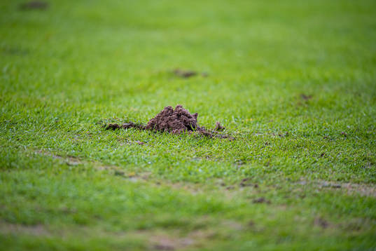 Quality of the grass at Brann Stadion
