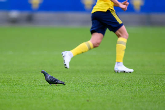 A pigeon