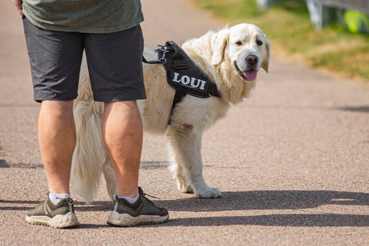 En hund på fotbollsmatchen i Division 2 Västra Götaland