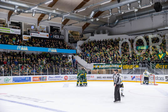 Björklöven jublar