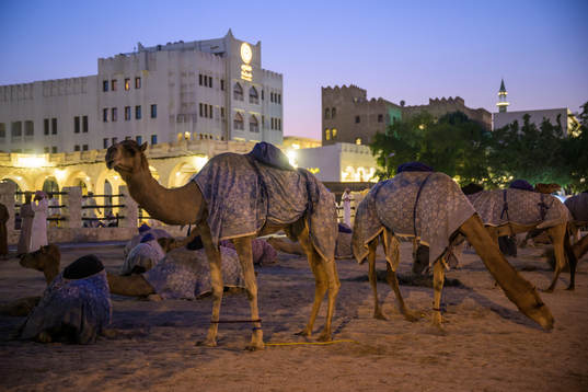 Camels