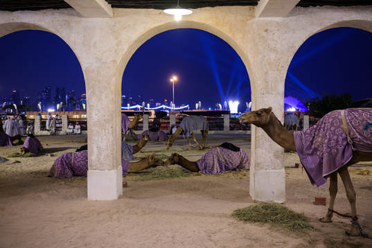 Camels
