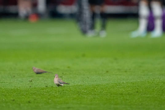Birds