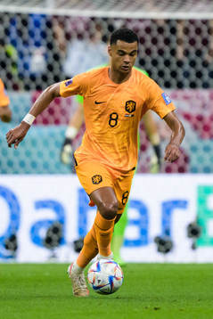 Cody Gakpo of Netherlands