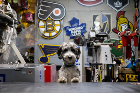 A dog in a shop poses for a portrait