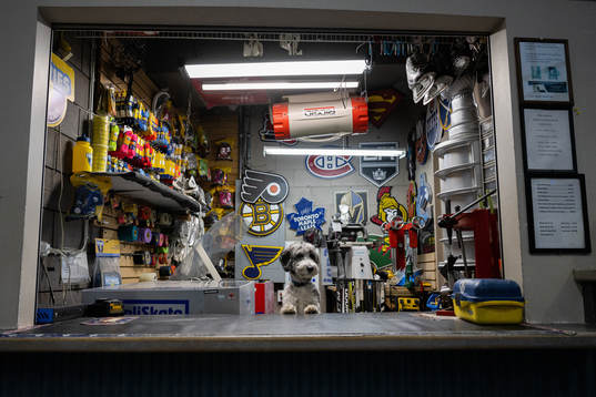 A dog in a shop poses for a portrait