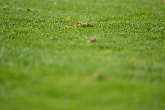 The pitch