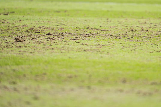 Quality of the grass at Nadderud Stadion