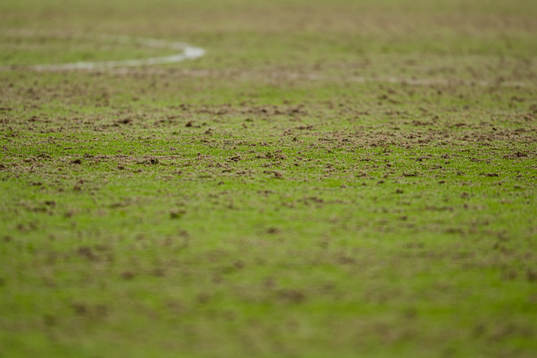 Quality of the grass at Nadderud