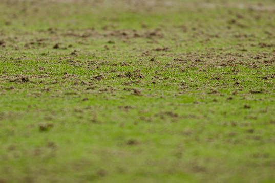 Quality of the grass at Nadderud
