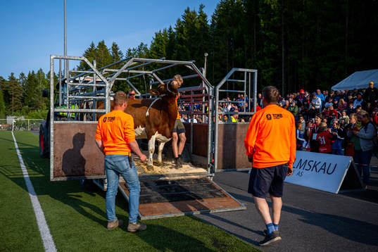 Farmers and a cow at half-time