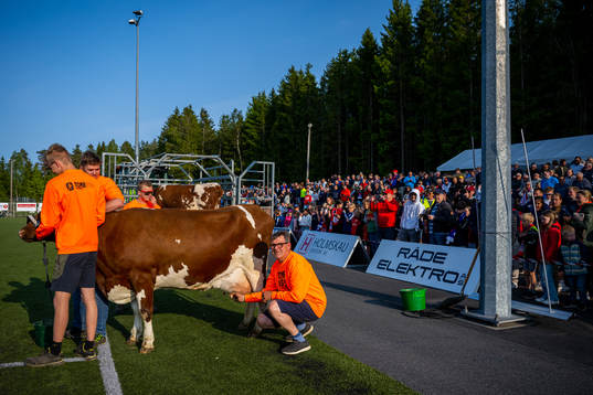 Farmers and a cow at half-time