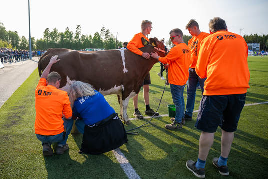 Farmers and a cow at half-time