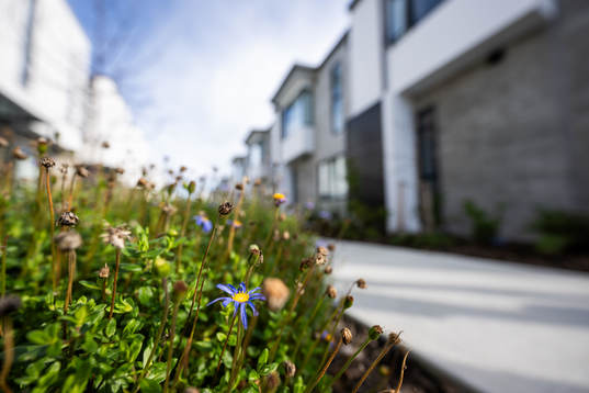 Flowers in the living quarters