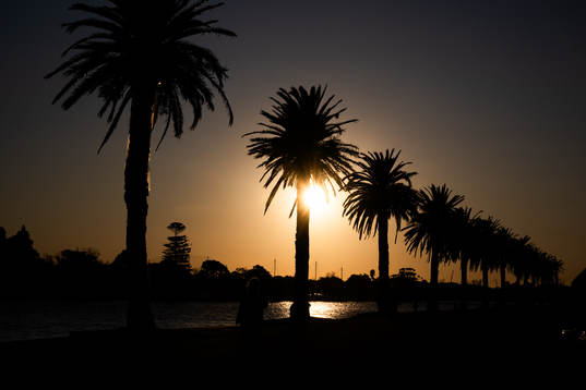 Silhouette of palm trees in Albert Park