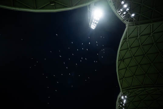 Birds fly around the floodlights