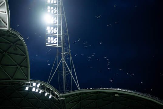 Birds fly around the floodlights