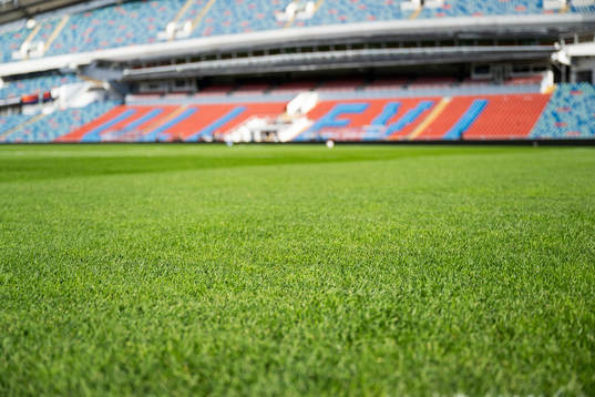 Grass