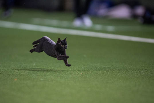 En svart katt springer på fotbollsplanen