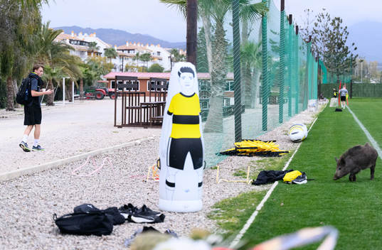 Bläddra bland fler bilder av Fotboll, Allsvenskan, Häcken, Träning 