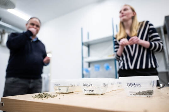 Burkar med testning av infillmaterial till konstgräsplaner