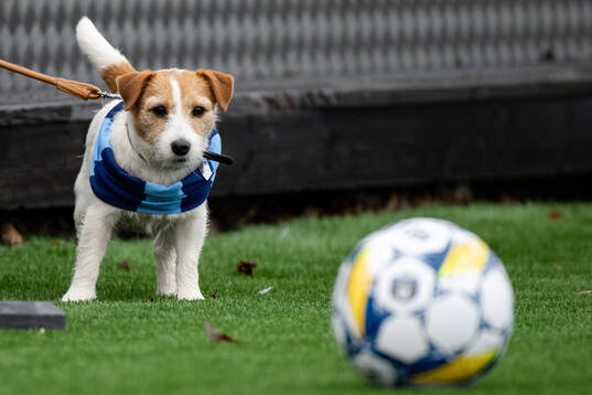 En hund