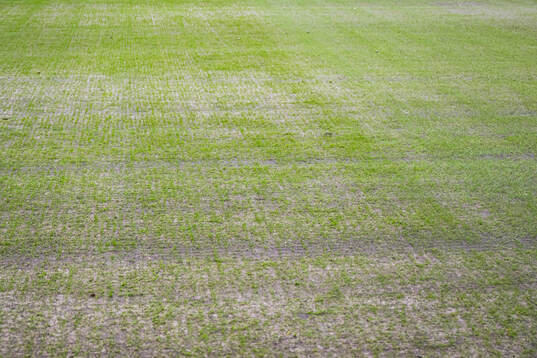 Quality of the grass at Lerkendal Stadion