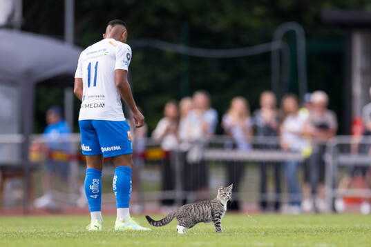 En katt på planen