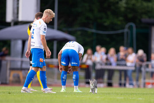 En katt på planen