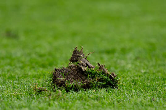 Grass