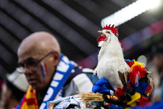 A French rooster