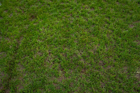 The grass of the pitch at Stade Emile Mayrisch