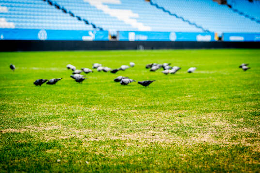 Inspektion av gräsmattan på Eleda Stadion