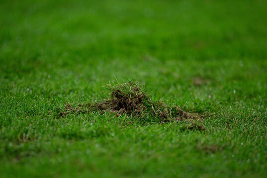 Quality of the grass at Strawberry Arena