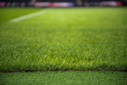 New hybrid grass