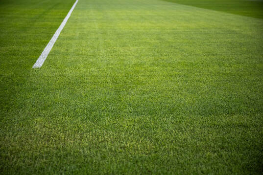 New hybrid grass