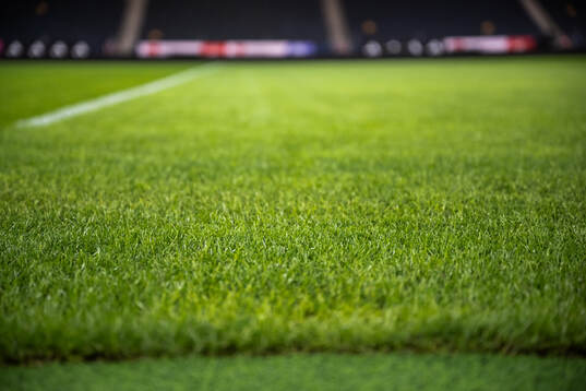 New hybrid grass