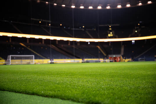 New hybrid grass