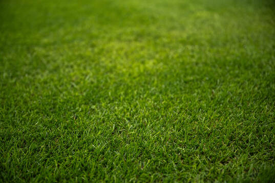 New hybrid grass