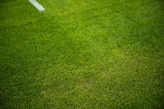 New hybrid grass