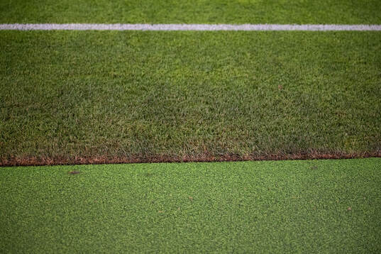 New hybrid grass