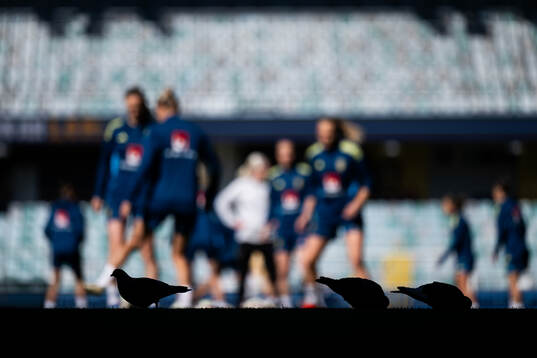 Silhouettes of Pigeons