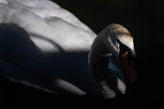 A swan in Zugersee