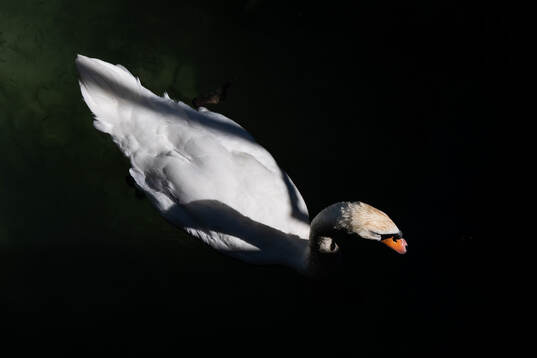 A swan in Zugersee