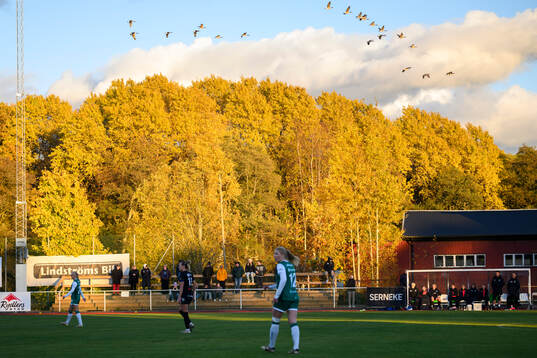 Flyttfåglar