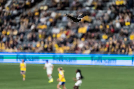 A bird flying over the pitch