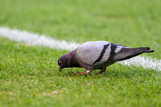 A pigeon