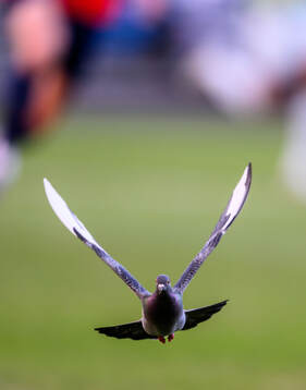 A pigeon