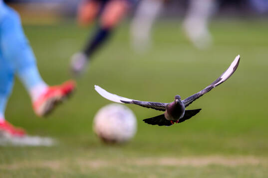 A pigeon