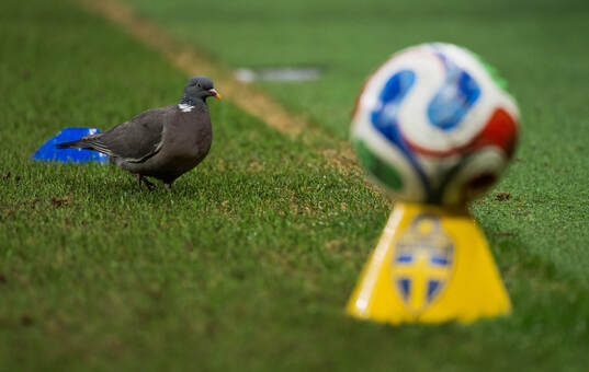 A pigeon
